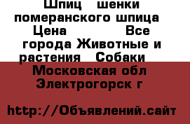 Шпиц - шенки померанского шпица › Цена ­ 20 000 - Все города Животные и растения » Собаки   . Московская обл.,Электрогорск г.